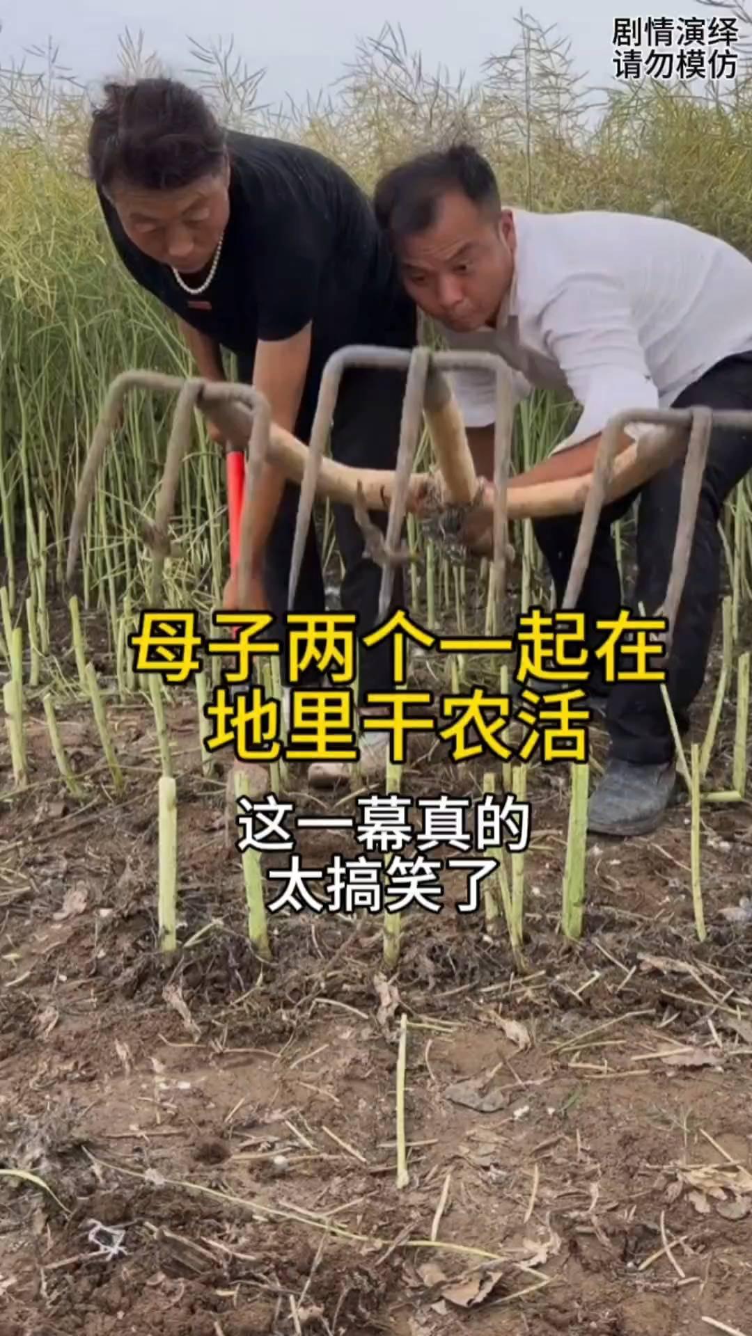 母子两个在地里干农活，只见儿子拿着带三个锄头的农具，只见他将锄头扎在土里，然后母