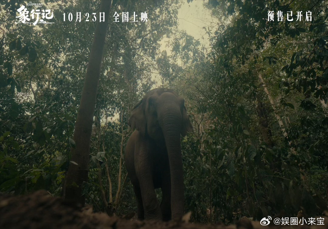 黄轩为大象保护电影发声黄轩任电影象行记公益宣传大使🎞️IMAX特制拍摄，宏大镜