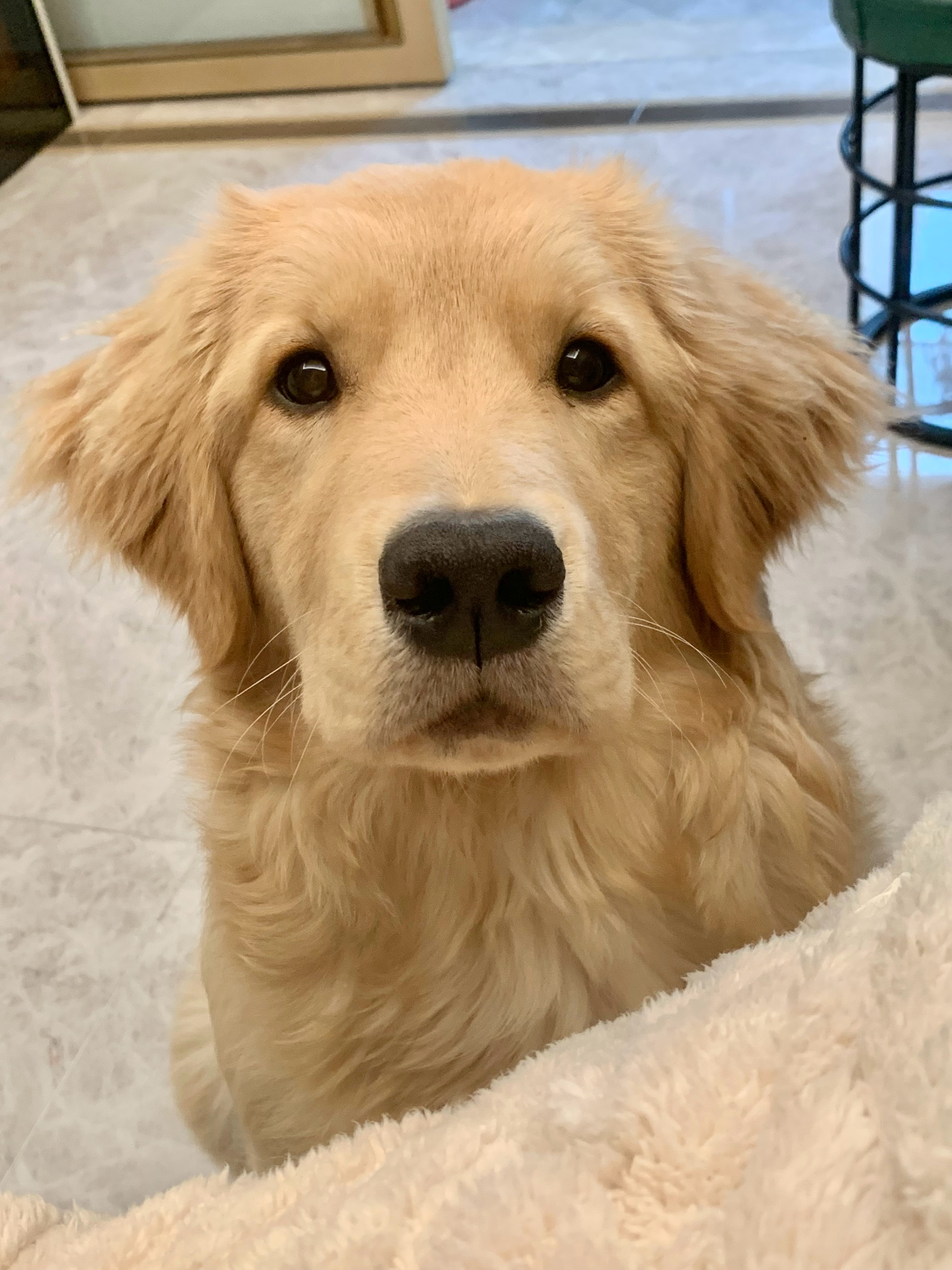 华美极乐犬 让多多送戒指的话💍它看着靠谱吗🙊 ​​​