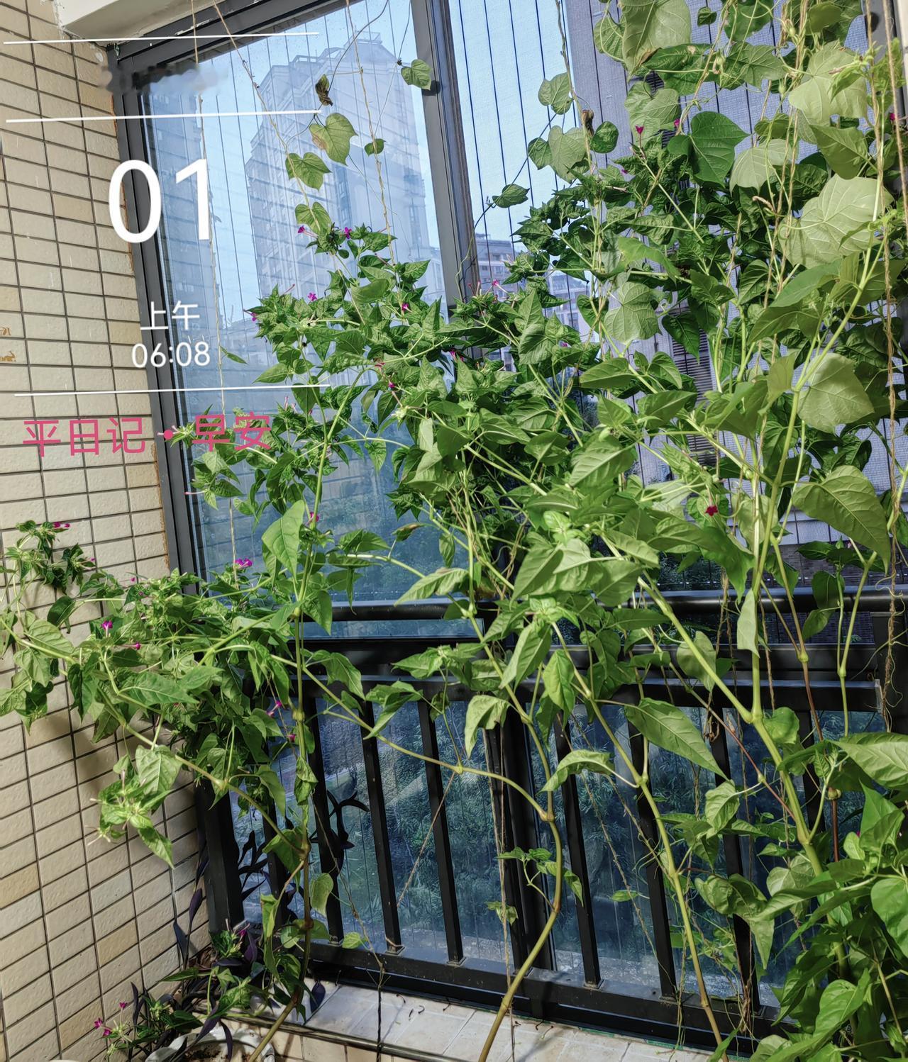 平日记•早安

九月，你好[玫瑰]

九月是清风拂面，是桂花飘香，是晚霞铺满天边