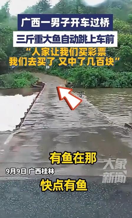 “这就是命啊！”9月9日，广西桂林，一男子开车过桥，突然，一条3斤重的大鱼从河里