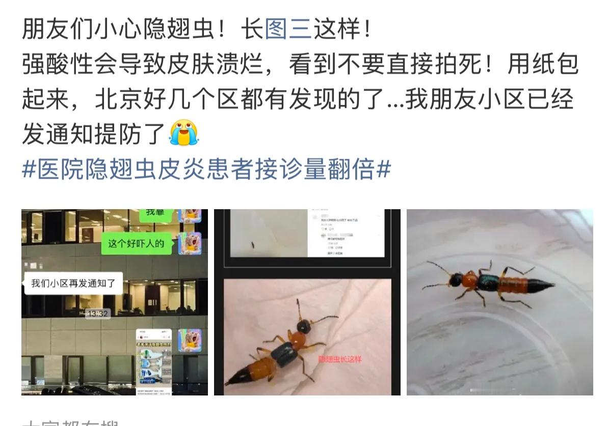 河南多地现行走的硫酸这就是我前几天发微博说的那个虫子强酸！不要打！应该不止河南、