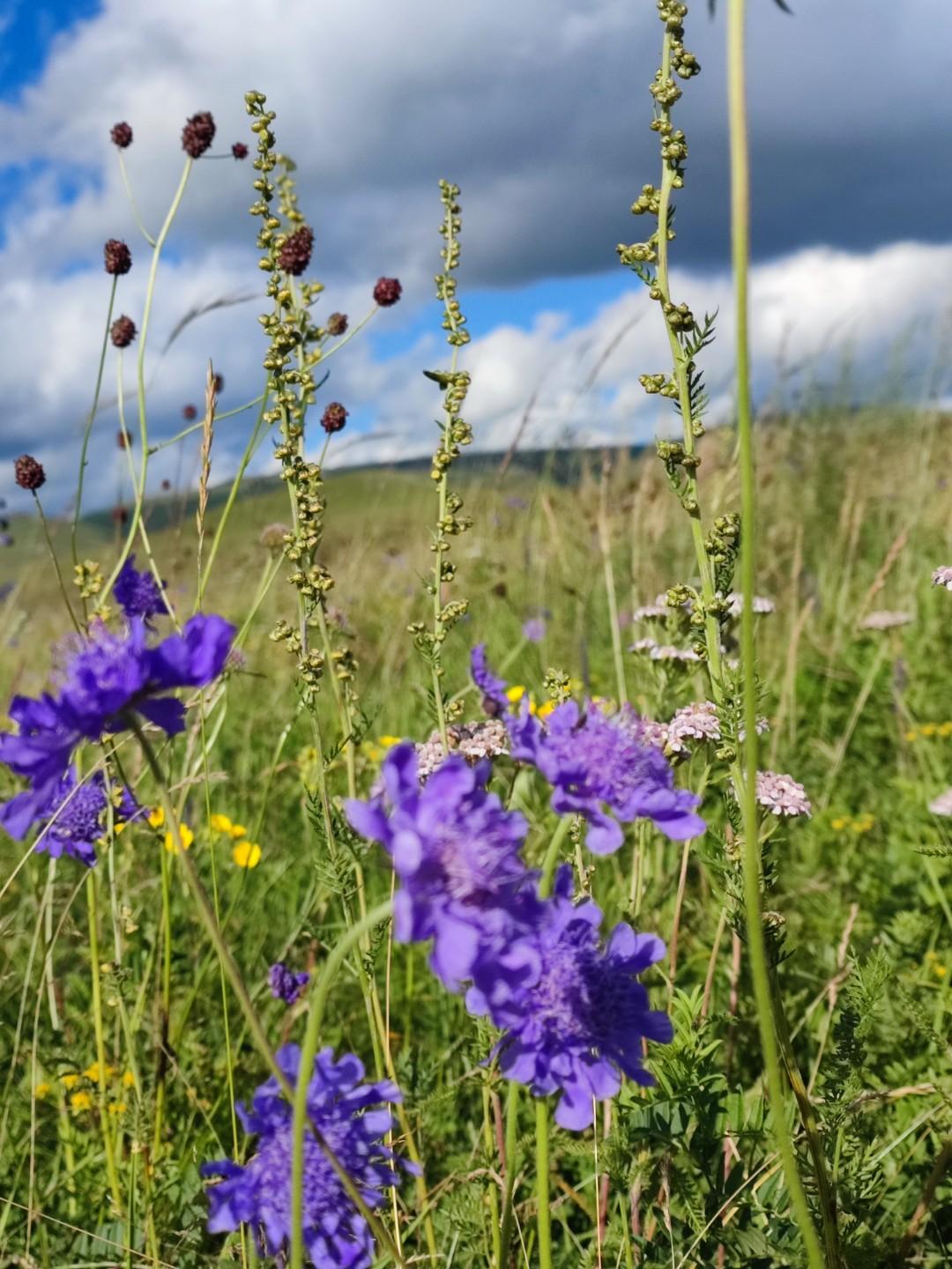 头条创作训练营