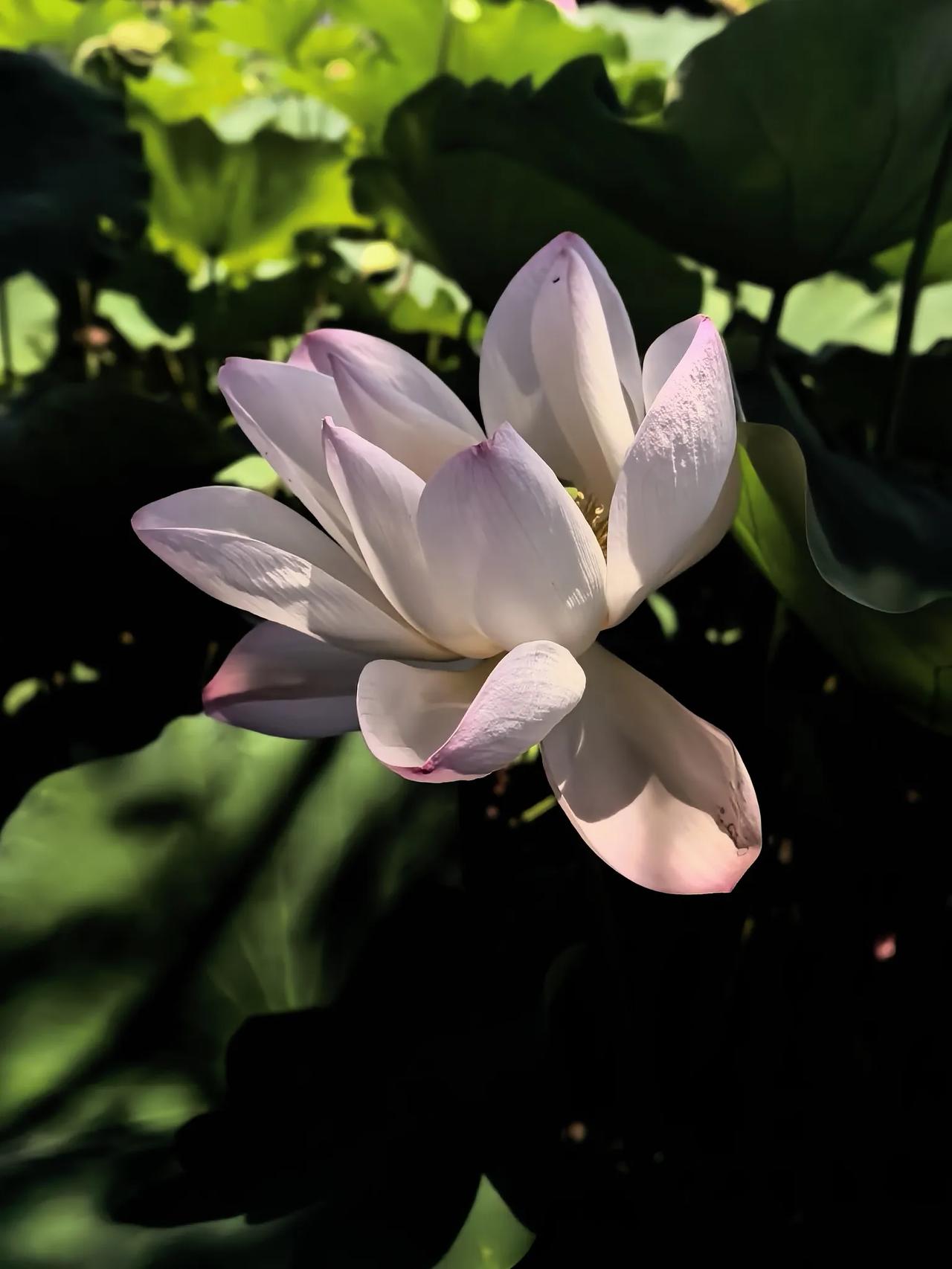 ，什么花都行