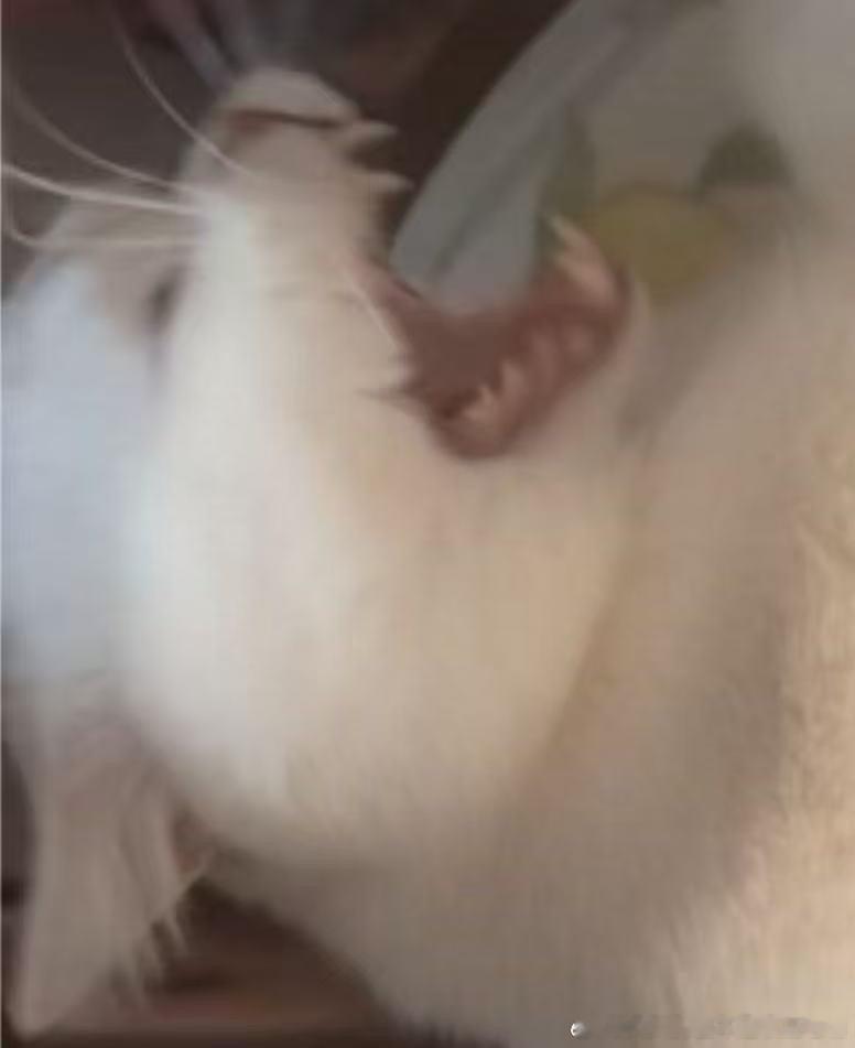 49795【丑猫】妈的心脏喷血！ 