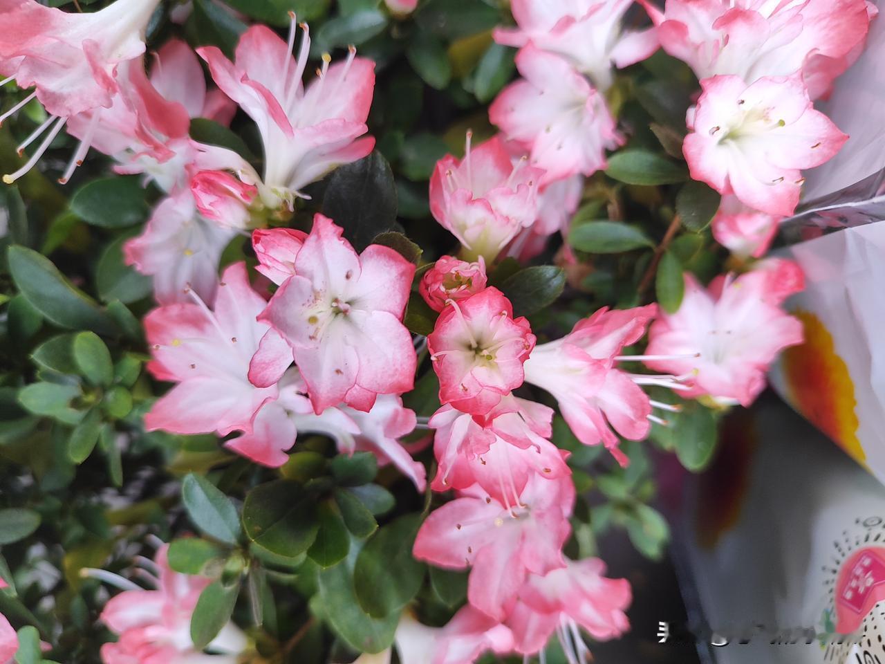 花鸟市场听到两个老阿姨在一起聊天，说各自的女儿，说跟这个女儿视频说她做美甲了不能