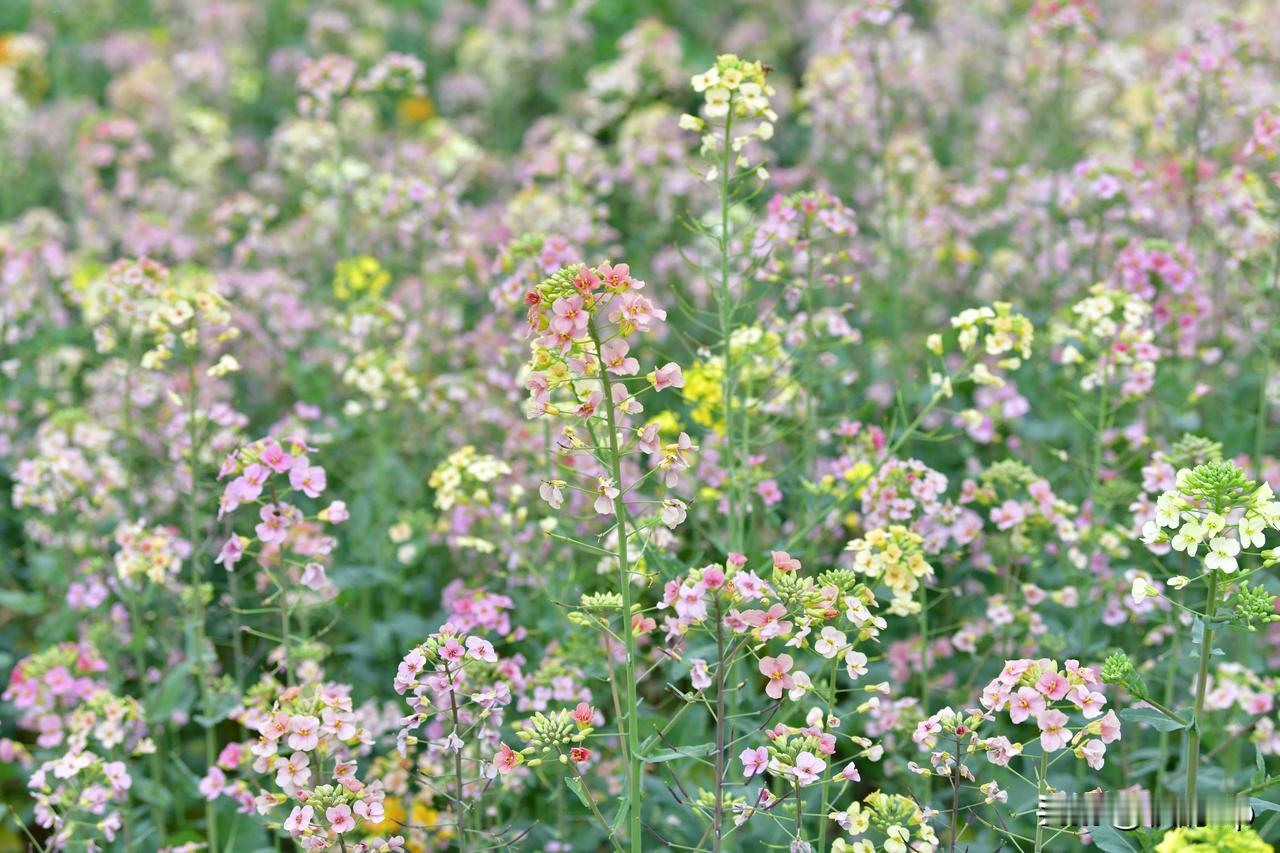 花间飘来缕缕清香，满眼尽是盎然春光。春天的色彩，由彩色油菜花绘的。