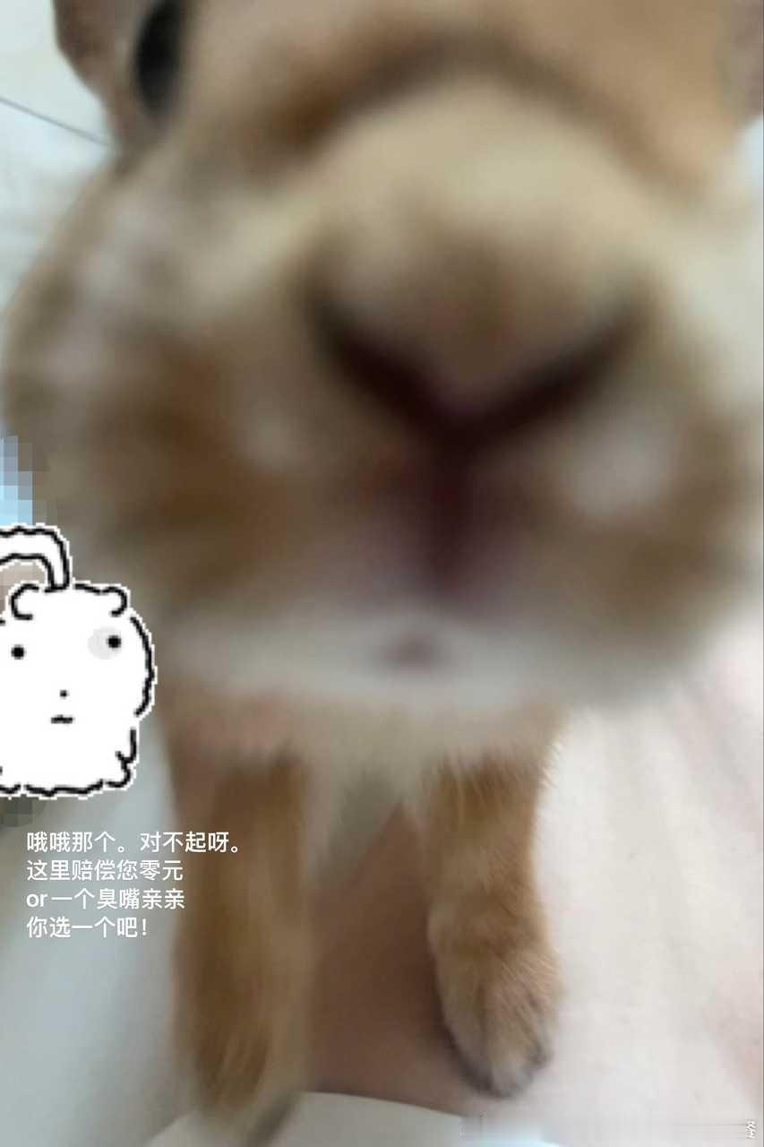 13761🐇【心灵丑】进人房间吹空调 不呆在小窝要上人床 不老实在人床上标记了