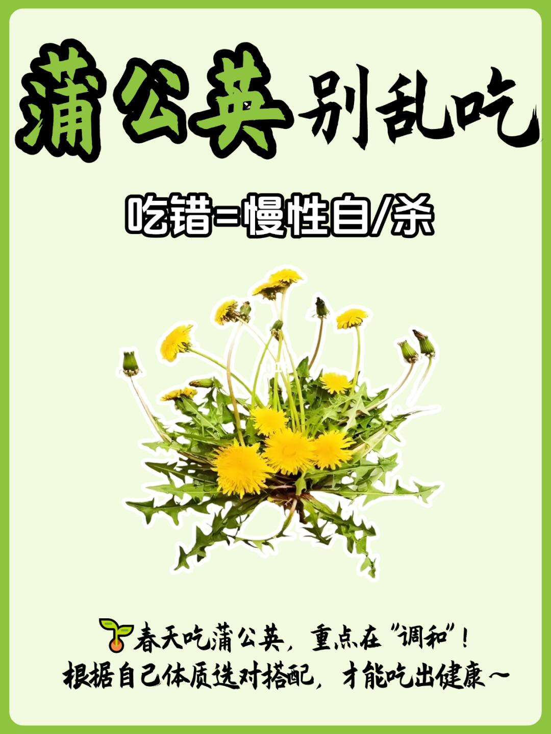 🌿 蒲公英虽好，千万别乱吃！