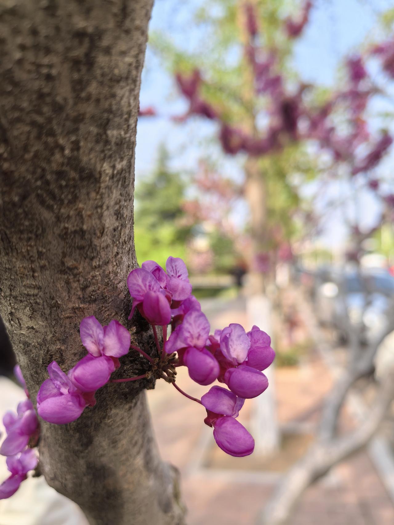 老虎山公园鲜花绽妍，香气四溢，鸟语花香，游人如织，著名的打卡区