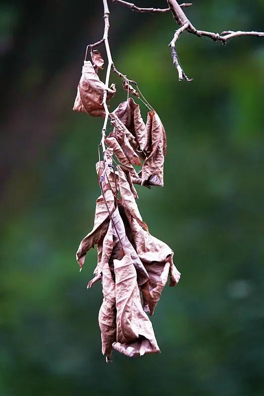 上联：秋风凋枯叶，
下联：寒雨泣残荷。