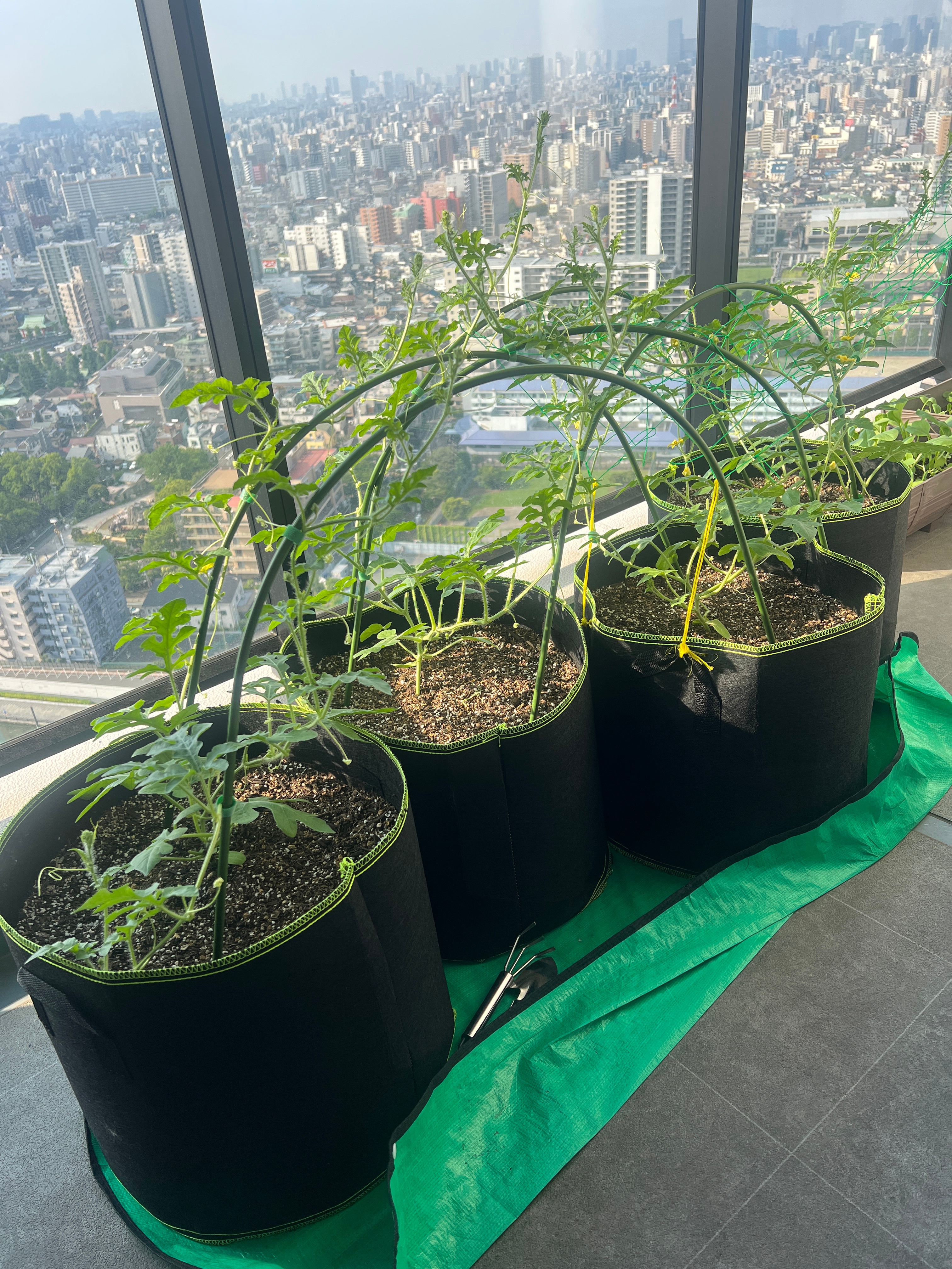 想出去给西瓜施施肥，但我横在沙发上怎么也立不起来。西瓜，你自求多福吧！ 