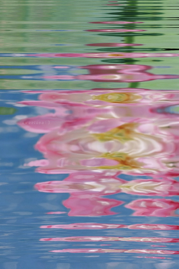 夏日荷花 