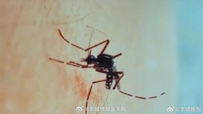 #全球已近30万人感染基孔肯雅热# 【#基孔肯雅热名称原意是痛到扭曲#】据央视新