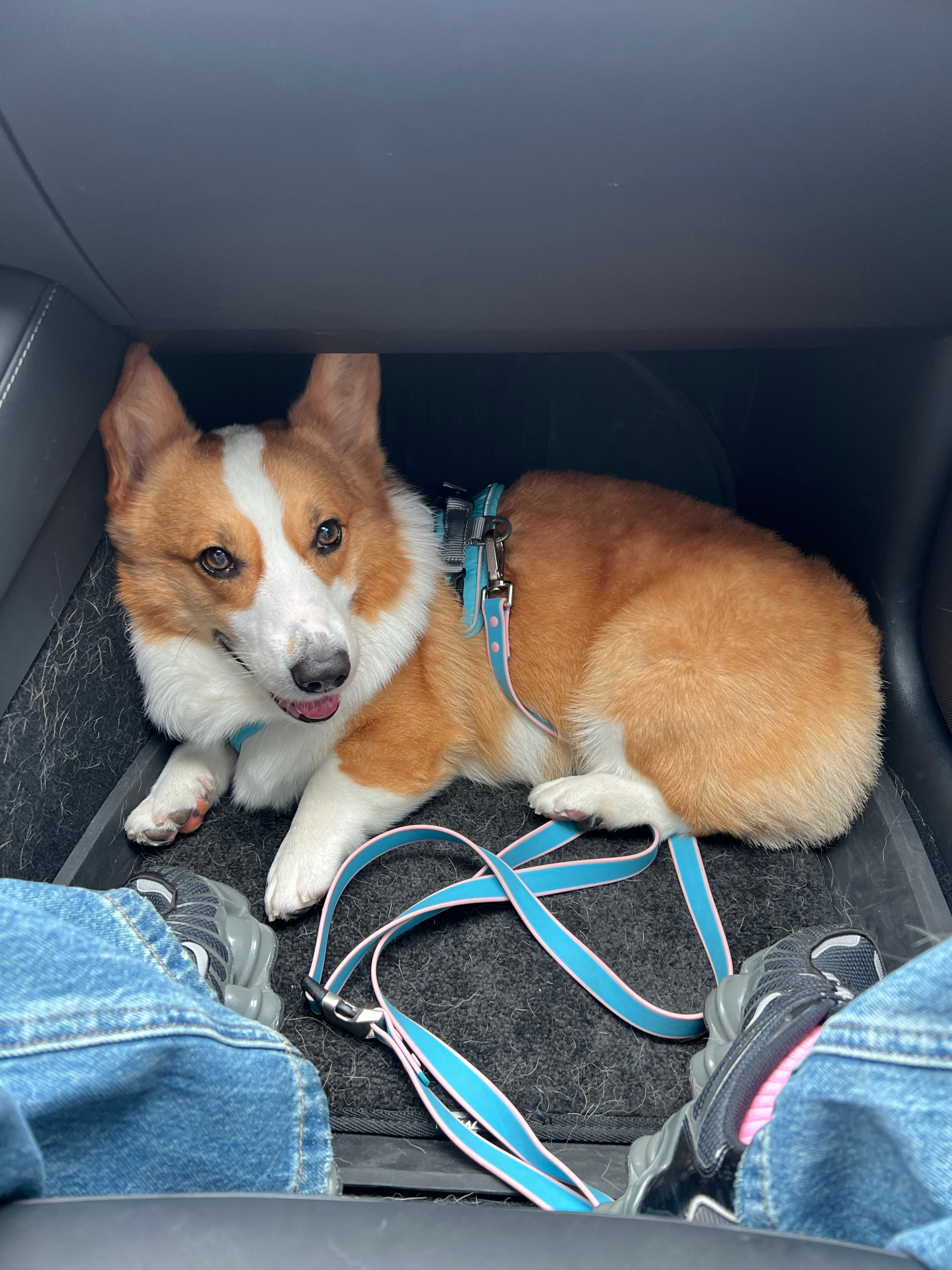 上海➡️长沙1066公里🚗带小狗的回家之路🐶景德镇小歇一天继续go啦～#今天