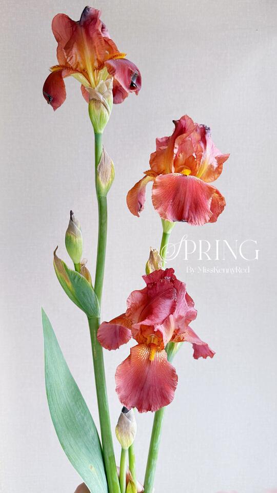 德国鸢尾①①｜苏丹宫殿