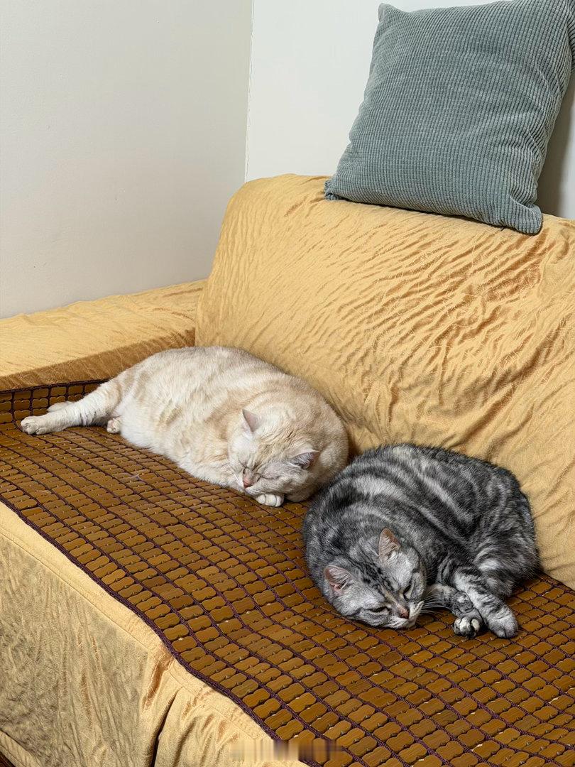 莫名其喵  我确定，这个麻将席买得很值，猫猫很认可！ 