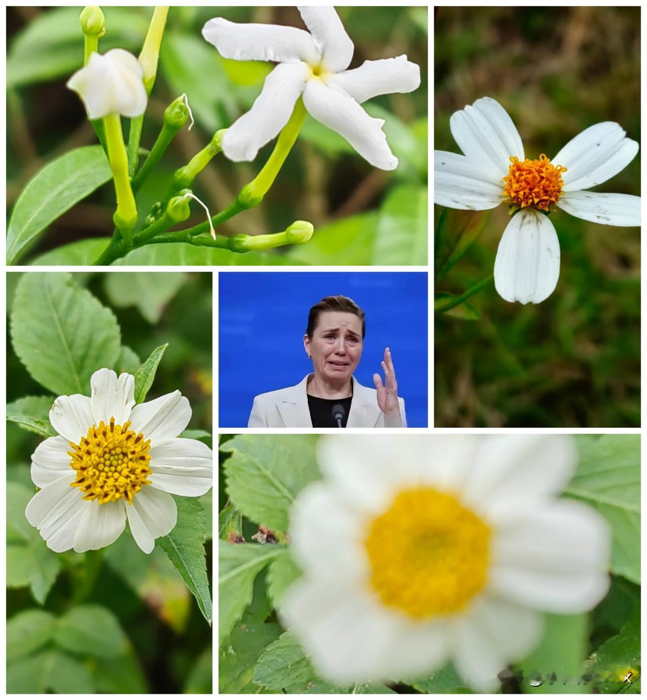 特朗普果然把强抢“格陵兰岛”的锅，甩给了“中俄”即：美国若不出手，中俄就占了那里