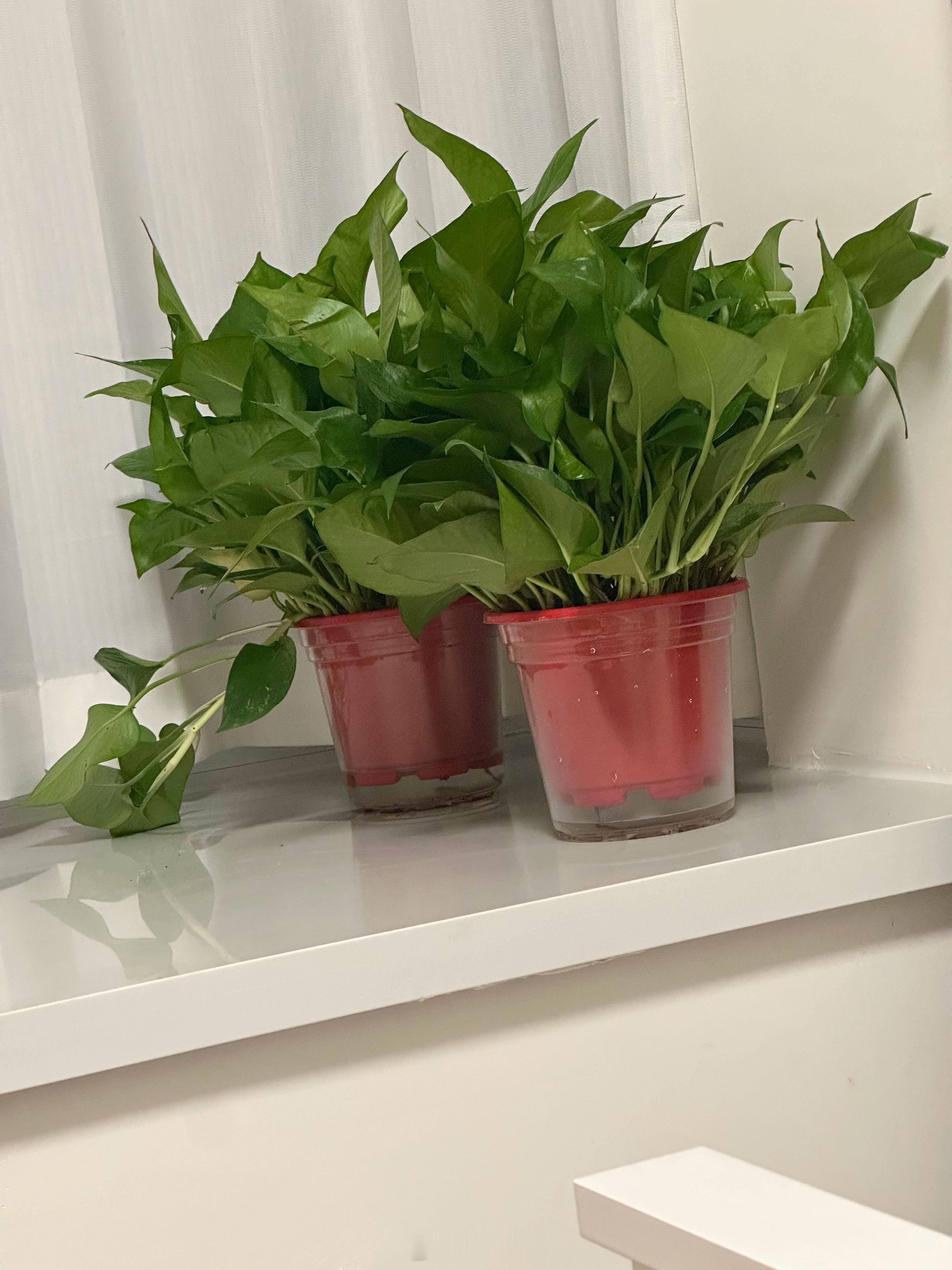 对100块钱有了新的概念自己买菜做饭当然省钱，去外面吃饭当然贵了，一个费时间，一