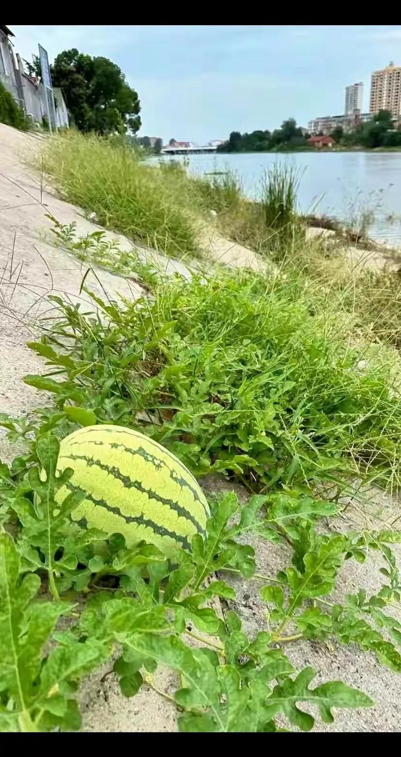 西瓜地里捡西瓜 自然生长的西瓜