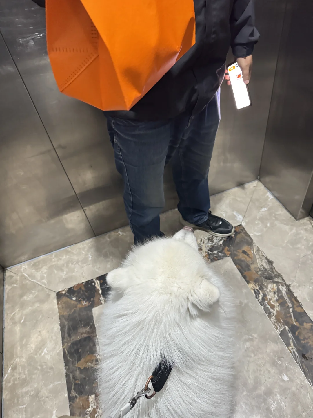 当小狗在电梯碰见外卖员