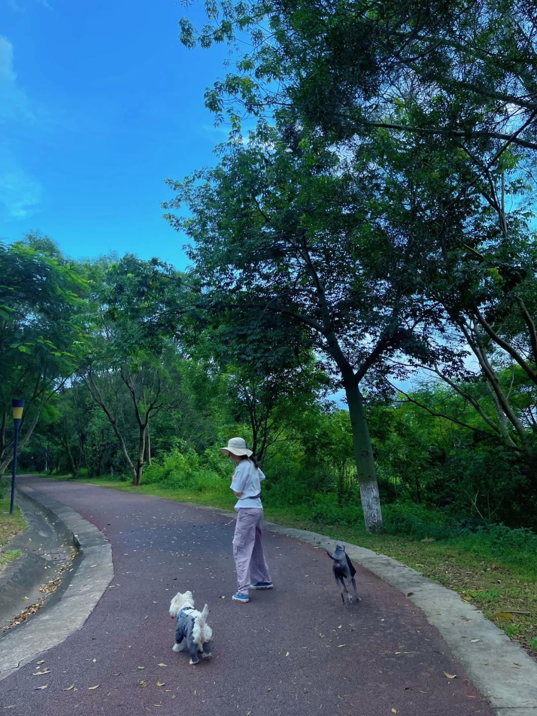 来我家寄养的狗狗都遛达过的地！同安洋麻山