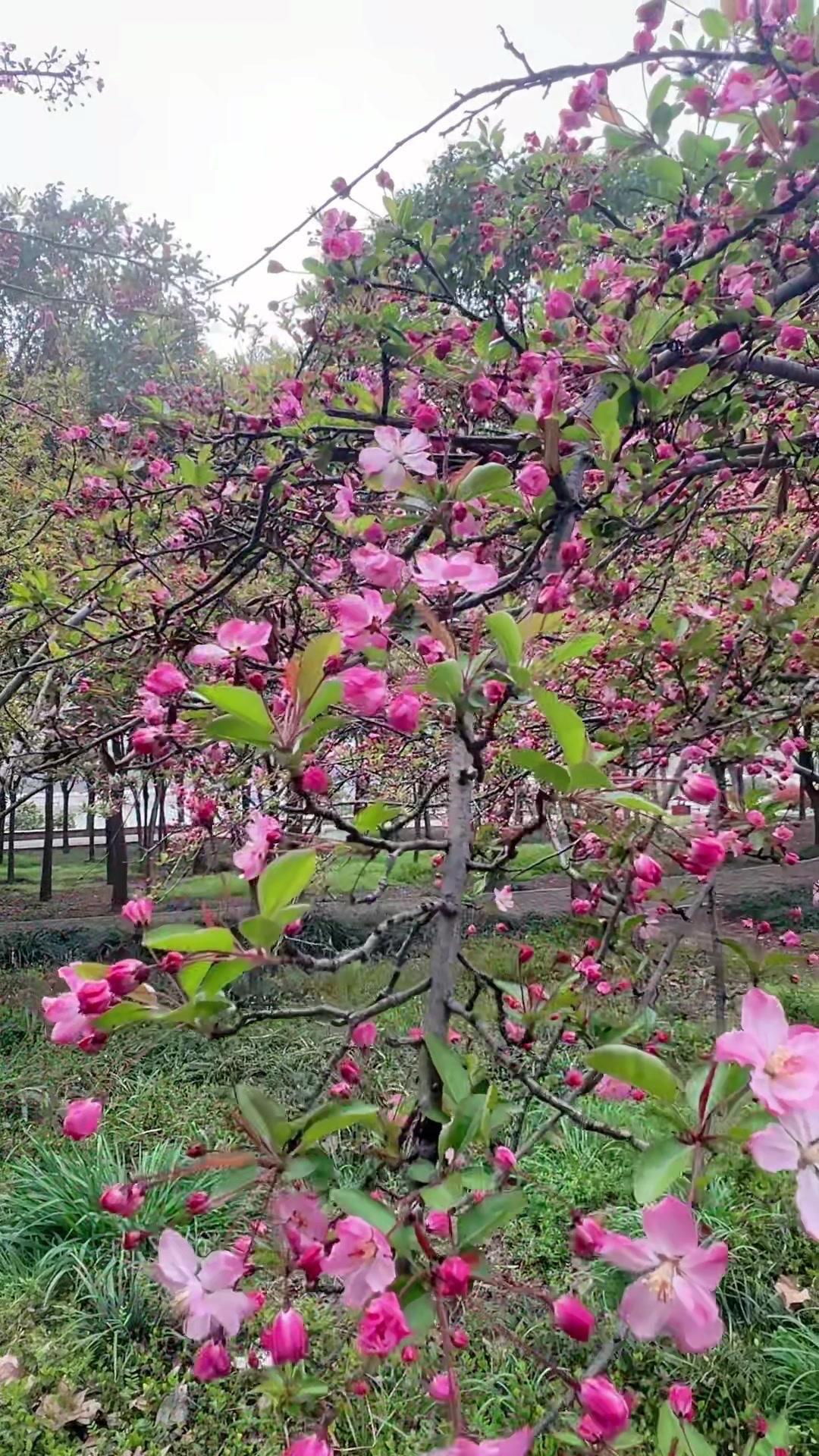 🍃春天的仪式感，一定要和喜欢的人去看花！最近正是海棠盛开的季节，粉粉的花瓣落在