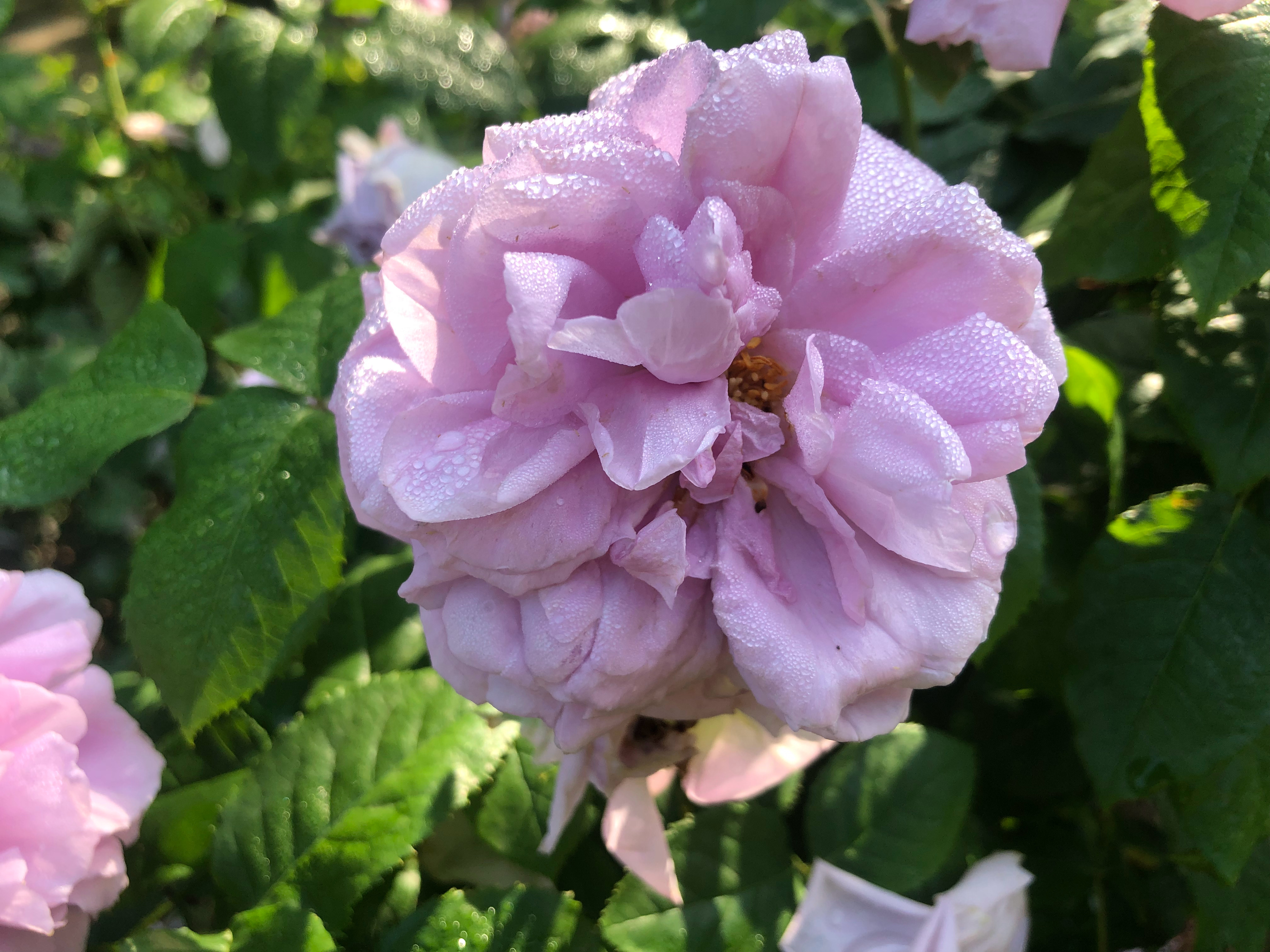 想穿什么就穿什么，穿出的是心情是自信记录春日浪漫我的日常plog