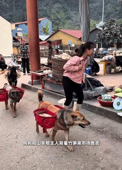 “暖到我了！”一女孩背着一大筐竹笋来市场售卖，她后面还紧跟两只狗和一只羊，没想到