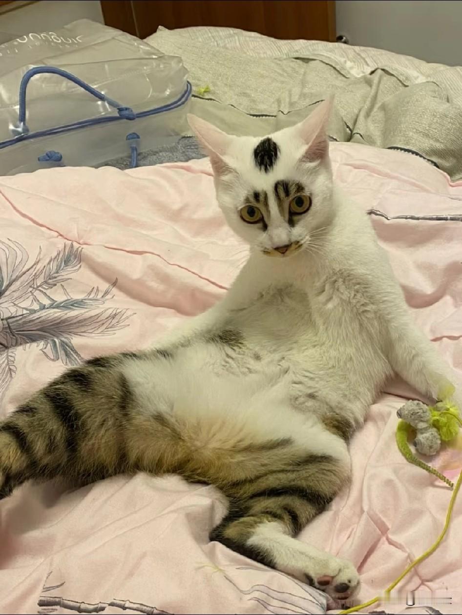 我当着婆婆面扇了老公一耳光！
就因为我捡了只长相有点特别的猫，婆婆打从一开始就嫌