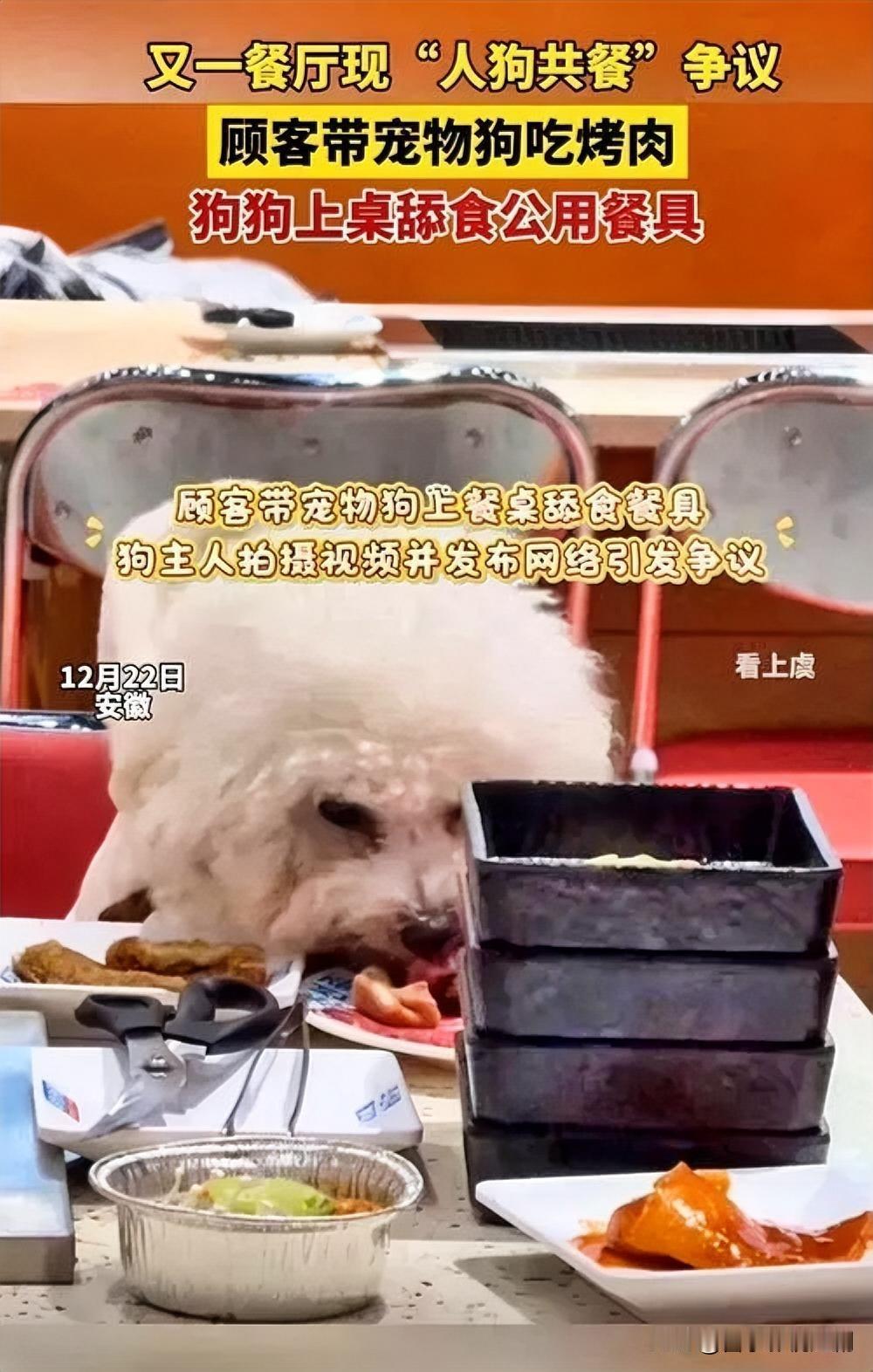 近日，北京、合肥多家餐厅发生宠物狗上桌啃食餐盘食物事件，引发公众对公共餐饮卫生的