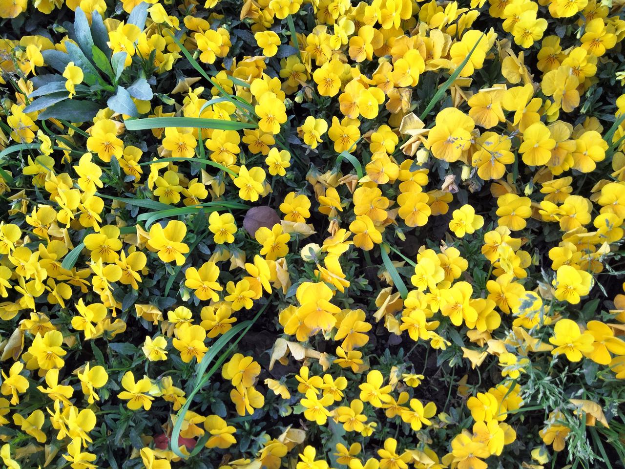 晒一晒相册里的花踏青偶遇这片小黄花，像把整个春天的阳光都揉进了花瓣里。相册里的每