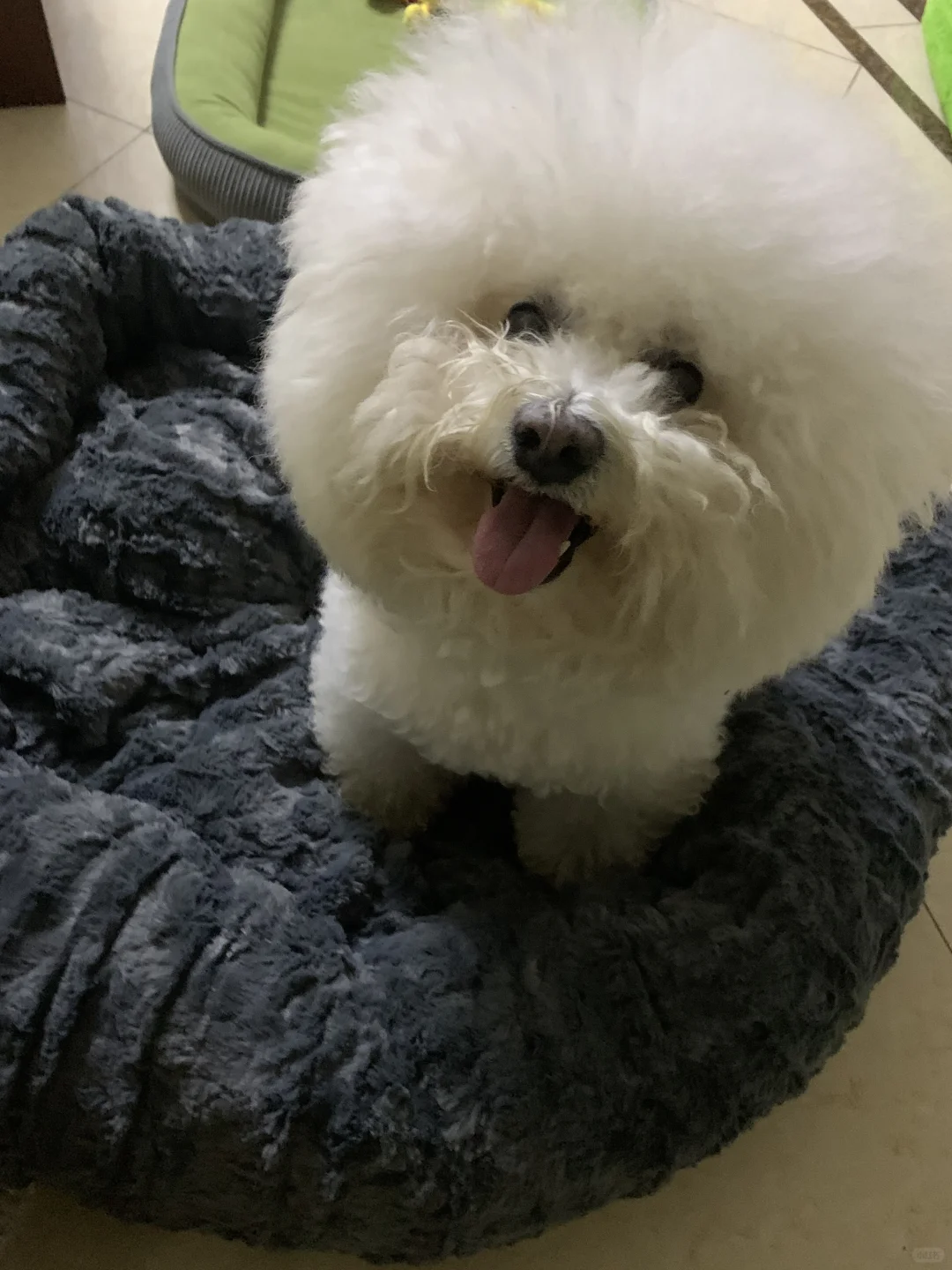 试睡超大狗窝 开心🥳