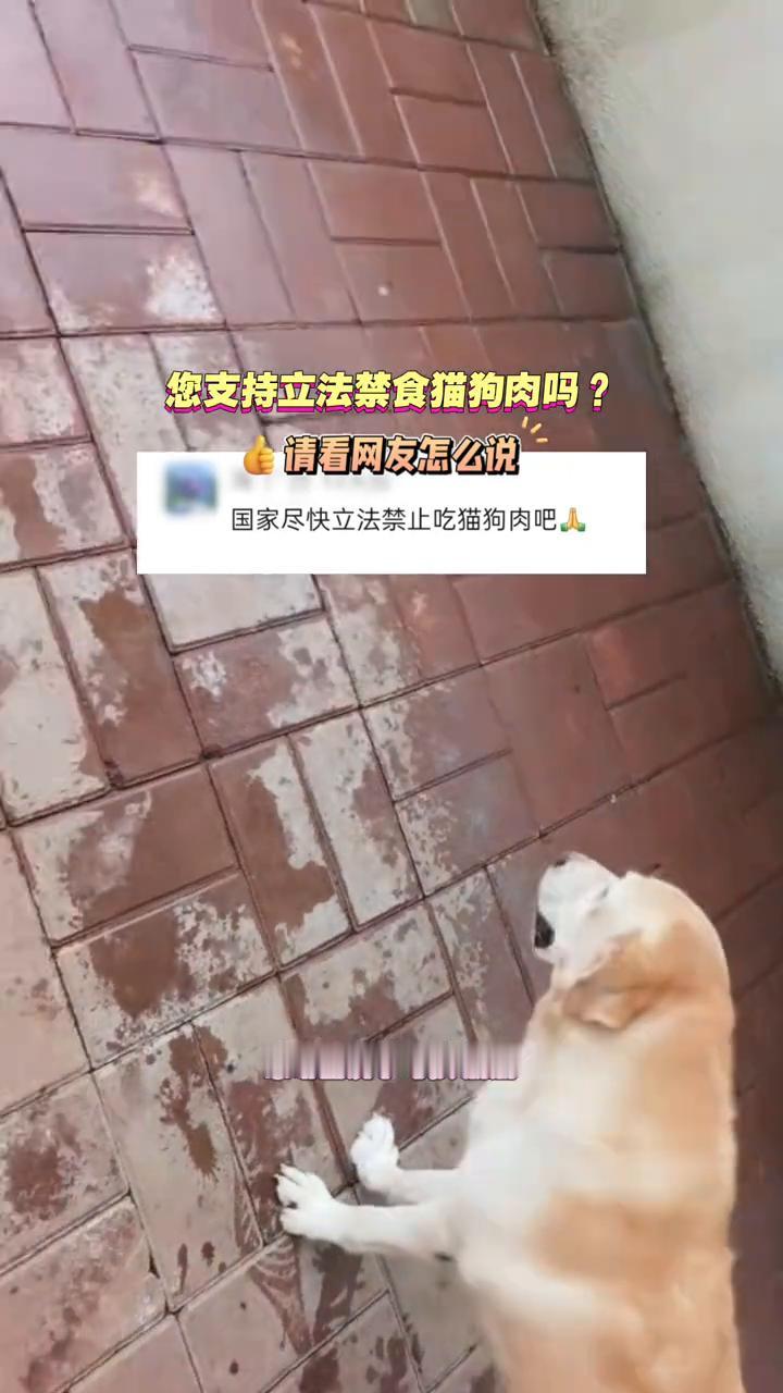 您支持立法禁食猫狗肉吗？请看网友怎么说。
国家尽快立法禁止吃猫狗肉吧。感谢出镜小