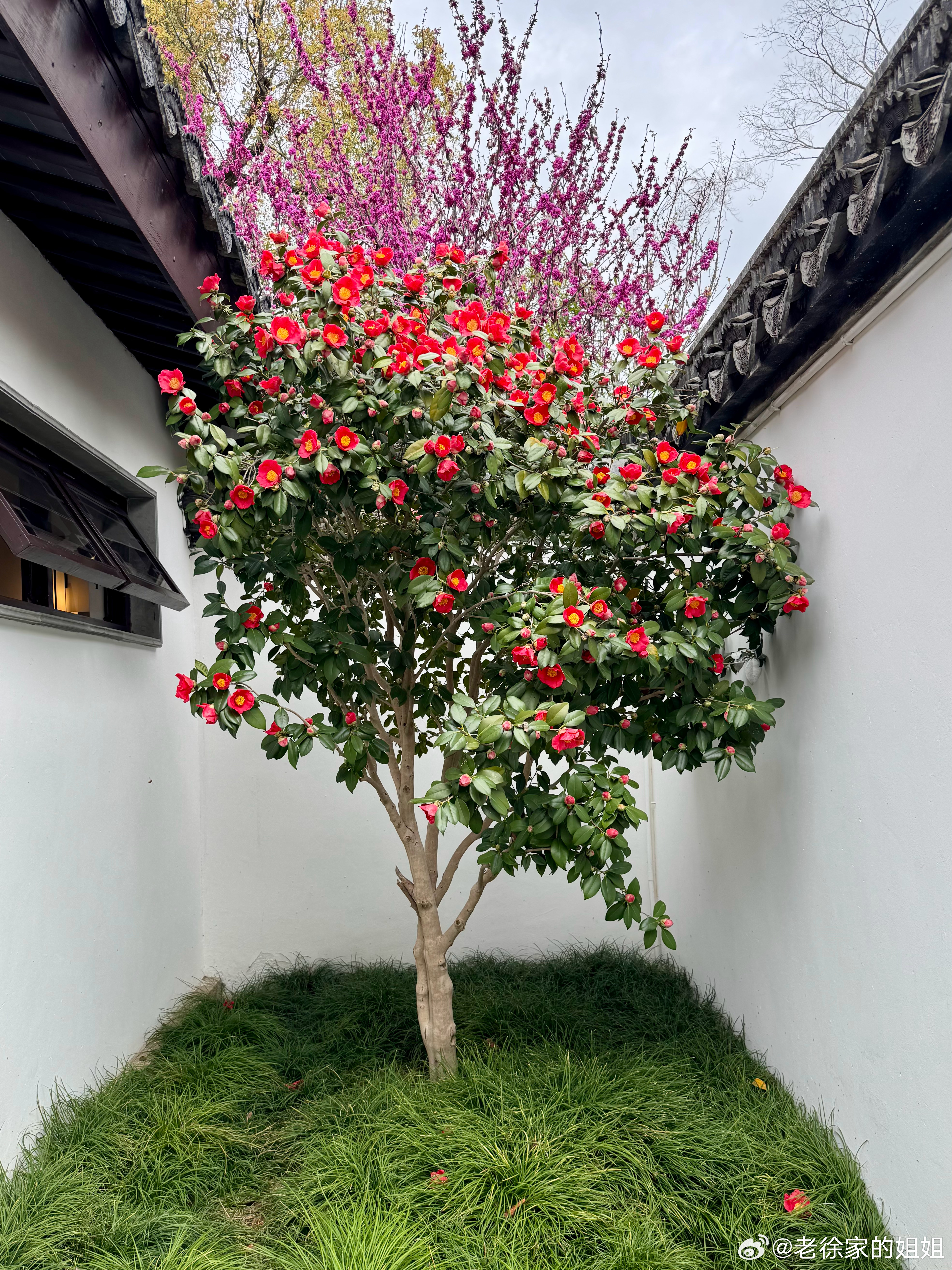 可园的春和景明，最佳位在洗手间门口