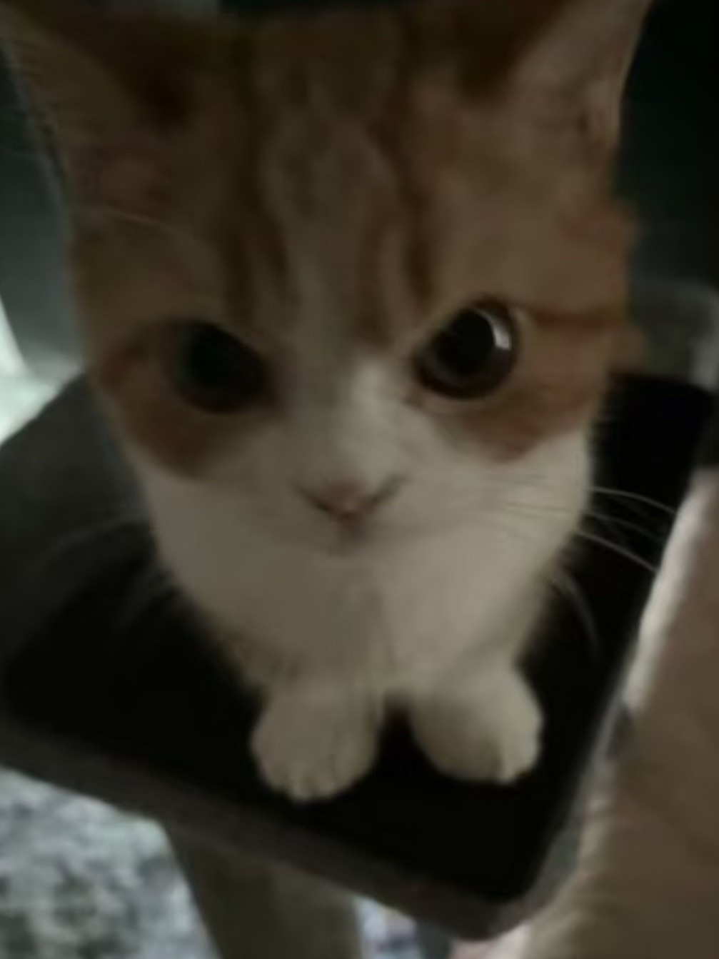 本体还是小猫呀😽 