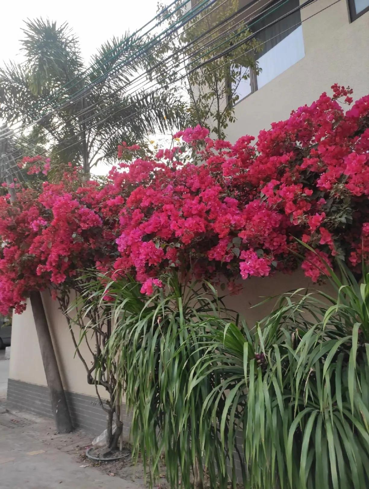 春天来了，花儿争相绽放，太美了。