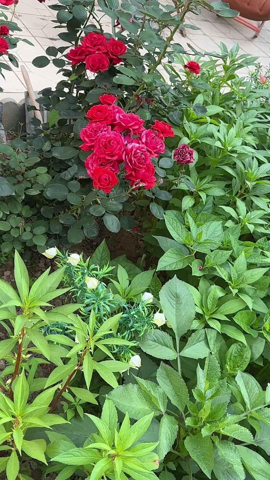 春天的花园简直是打翻了调色盘！指甲草、大丽花、栀子花、桂花、月季……每一朵都在努