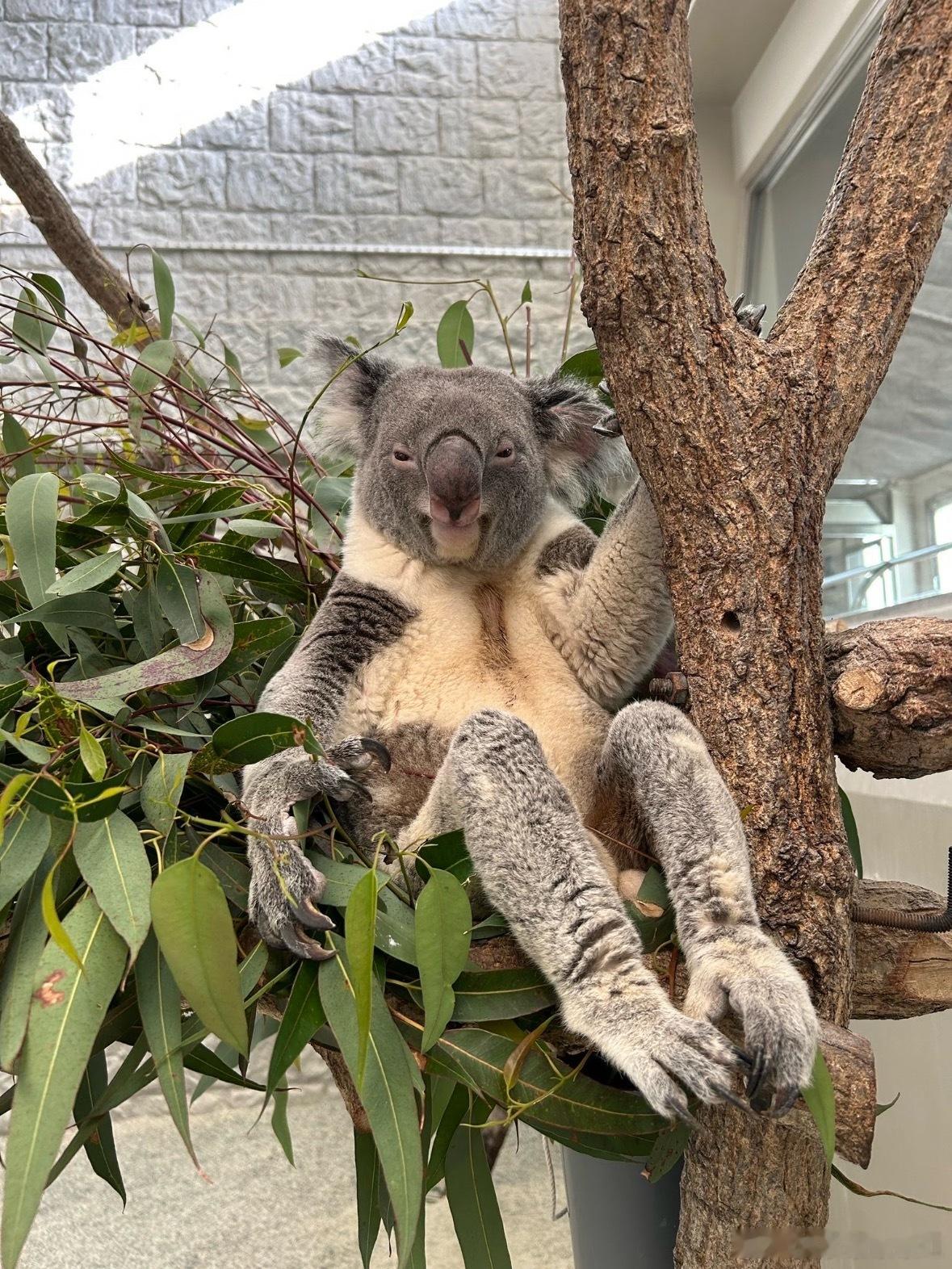 考拉的腿居然有这么长？ 