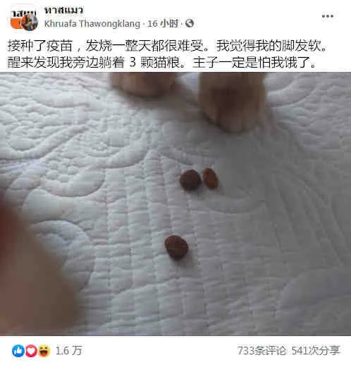 好贴心的猫猫啊！！！
