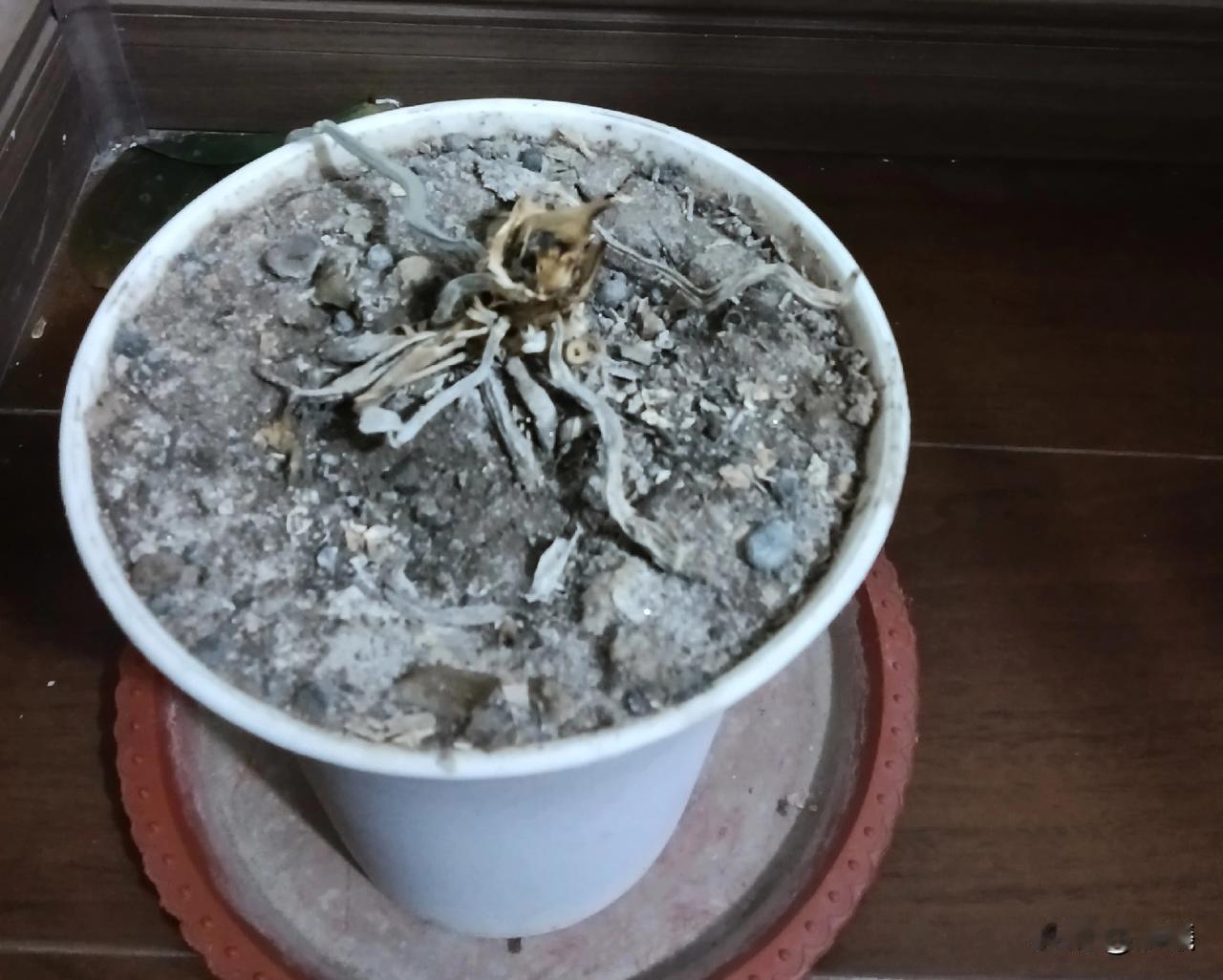 再一次给“养花爱好者”这话蒙羞！

养了两年的蝴蝶兰长得郁郁葱葱，去朋友家串门，