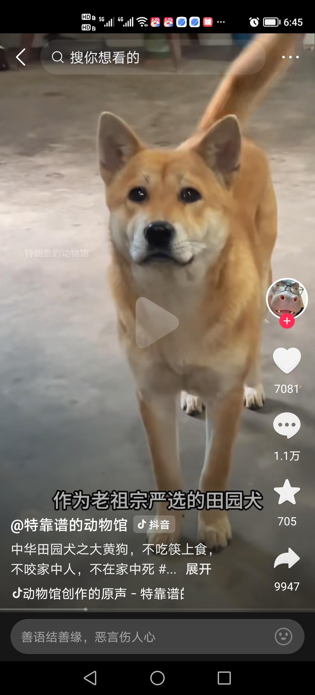 中国的黄狗形貌俊朗，英武帅气，总是带着悲天悯人的神情，勇敢、聪明、忠诚、勤奋，