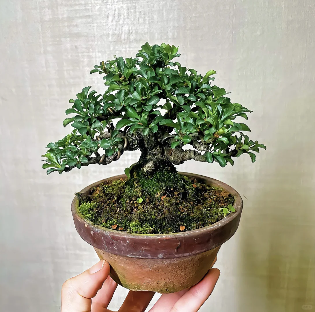 我被老辣、野趣 和质朴的美所吸引