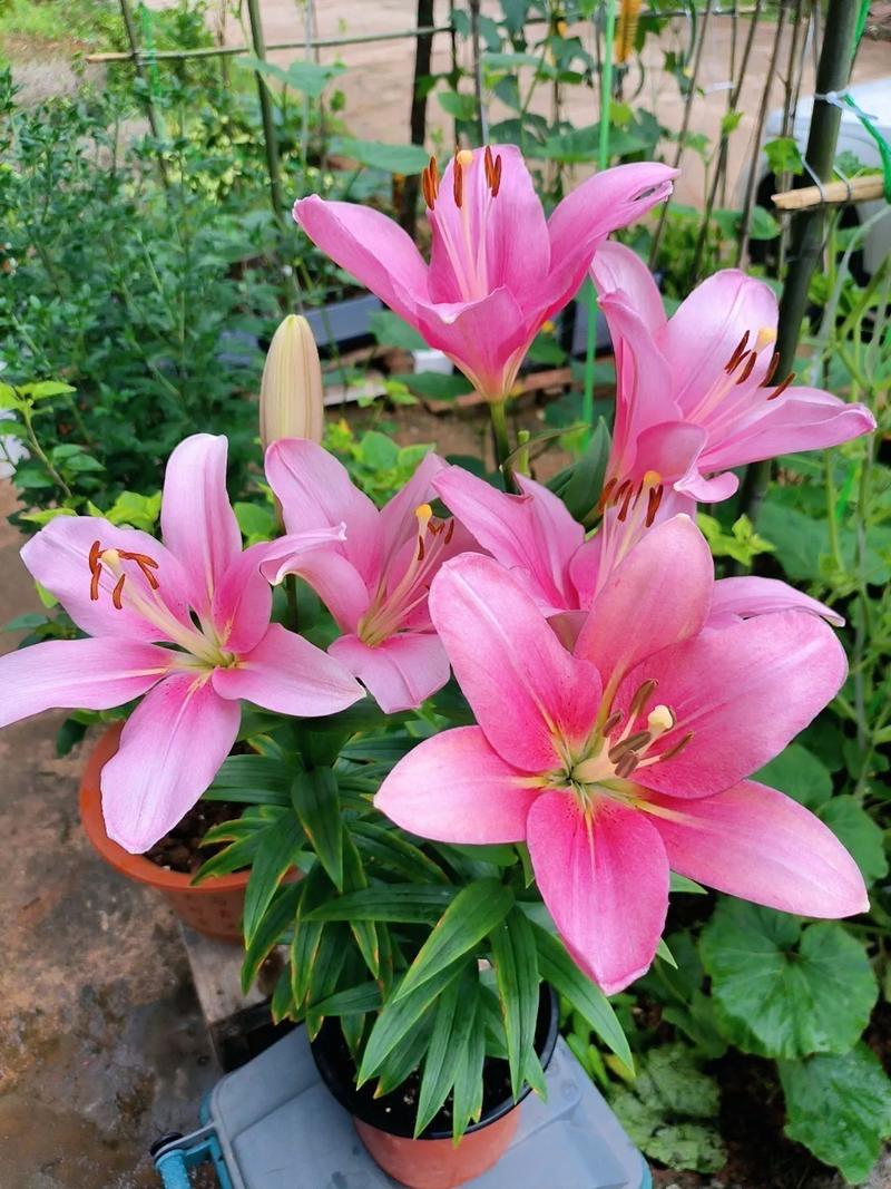 行香子 · 咏百合花
 
紫染烟霞，红灼晴光。
看橙黄粉缀柔裳。
蓝凝幽邃，白洁