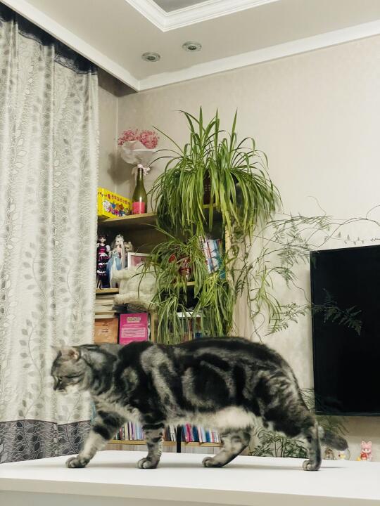 应该告诉猫咪，熬夜不好！快睡！