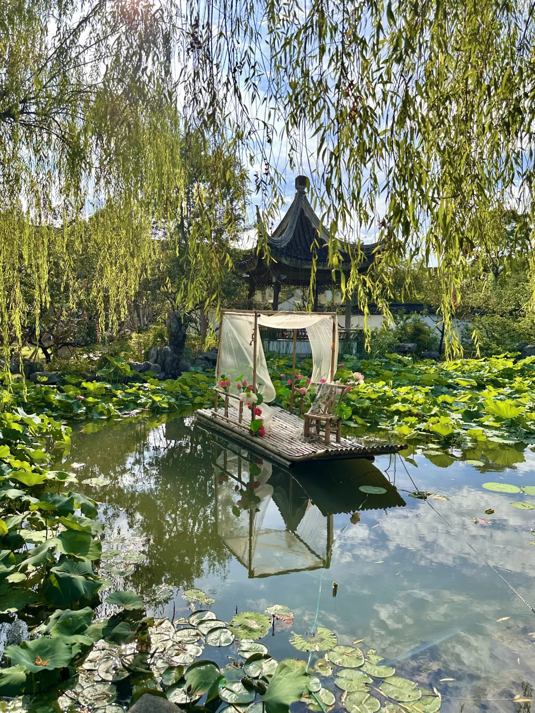苏州荷花市集绝了！江南夏日氛围感太顶了！
