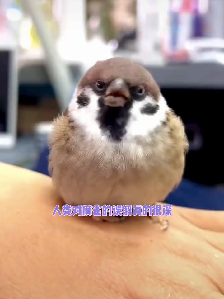 麻雀是善良的小鸟，曾经却被当成4害驱逐。人类对麻雀的误解真的很深，它们会收养一些