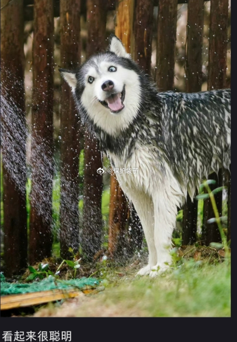 女子把XXXXL号搁浅皇带鱼推回大海别玩了，皇带鱼搁浅多数是要地震，还在看稀奇。