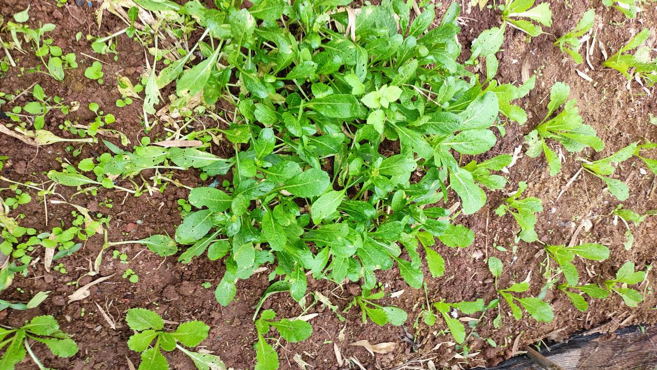 #寻找家乡龙年味道#家乡的青菜土豆美女都是美味佳肴