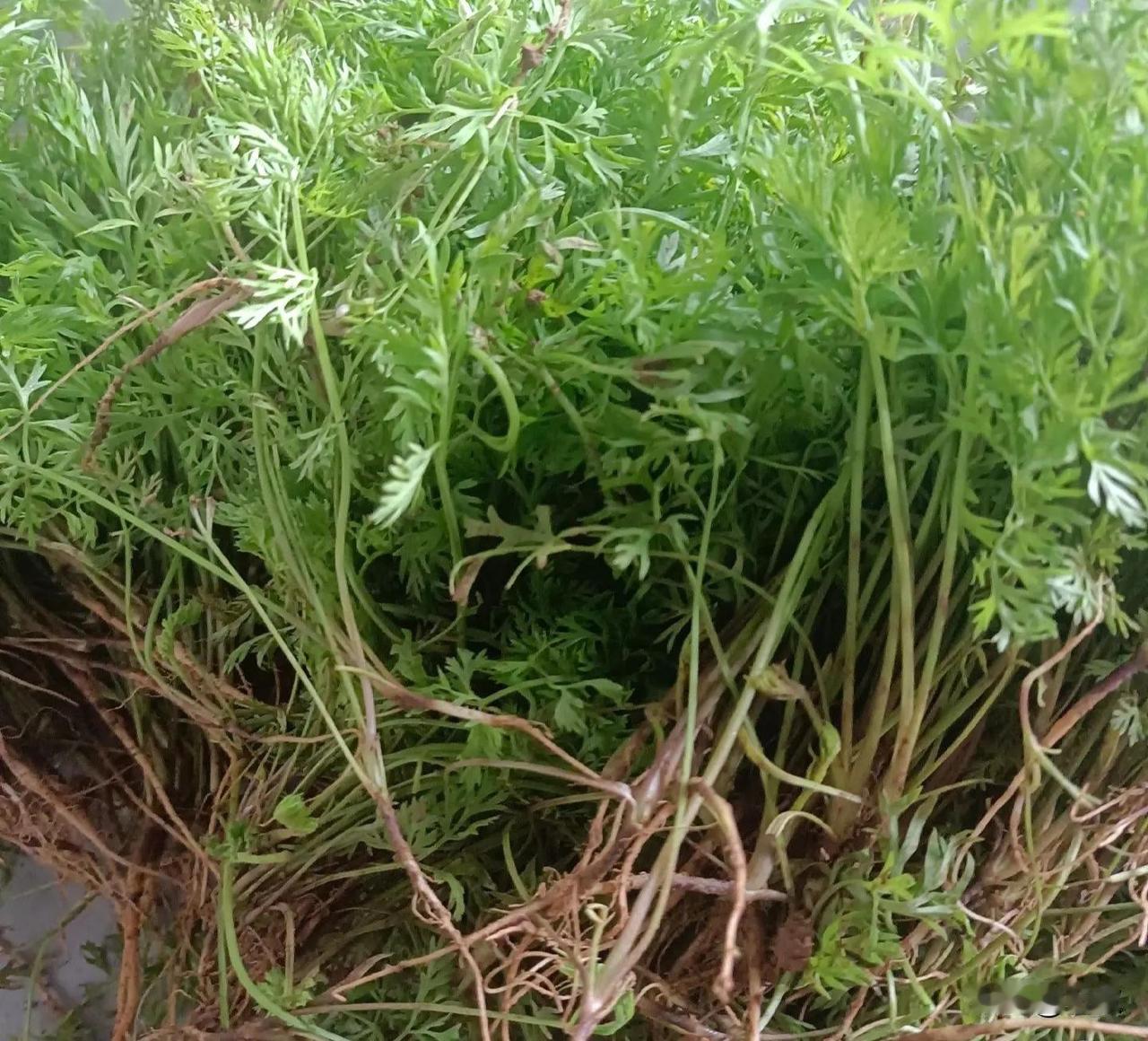 胡萝卜定苗了，把握好第一次施肥
胡萝卜种下去一个多月啦，定完苗终于迎来了第一次追